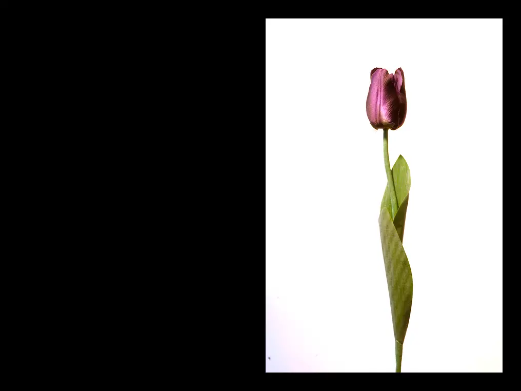 David Baskin - Tulip Mania