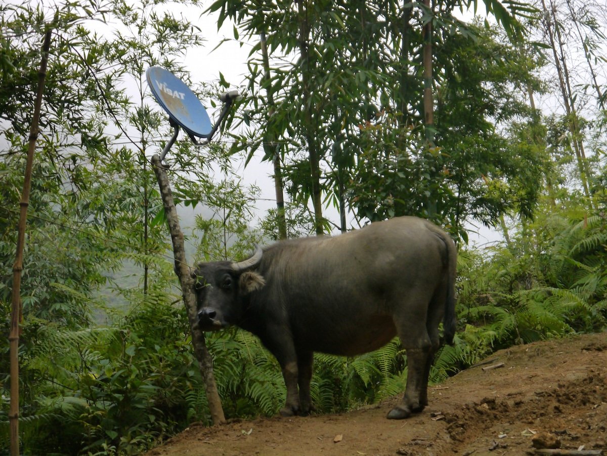 Buffalo - A trip through Vietnam