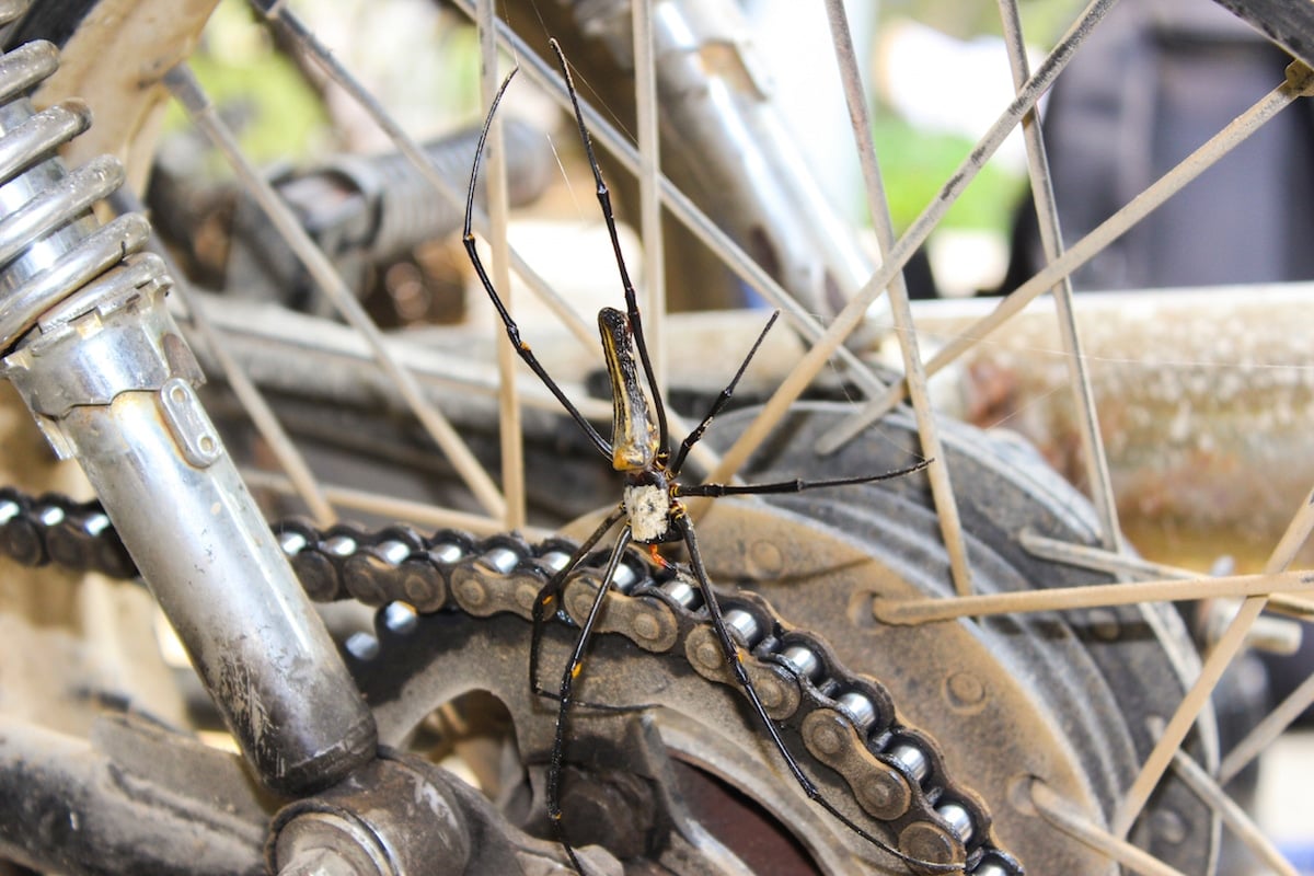 spider in vietnam