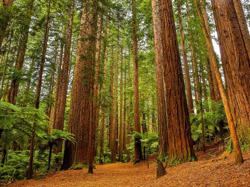U.S. Cities in the Woods for the Solo Male